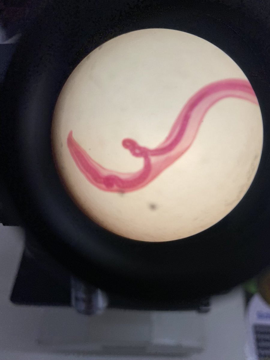 estevamstudy's tweet image. 4º período = nada fácil piorou tudo