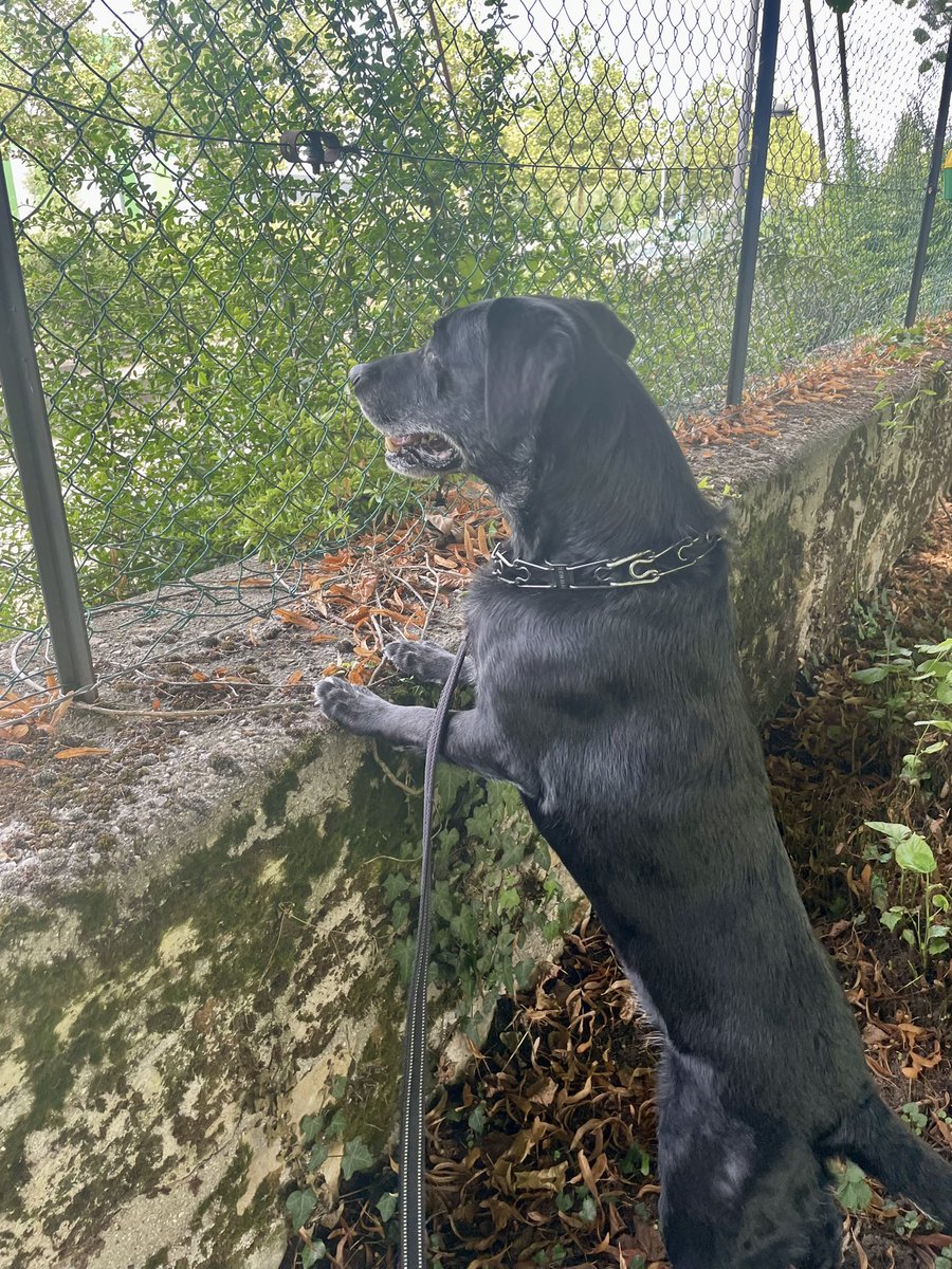RedWireBBQ's tweet photo. Susie is done watching over Paris. Famous worldwide https://t.co/xOda2GcQIa