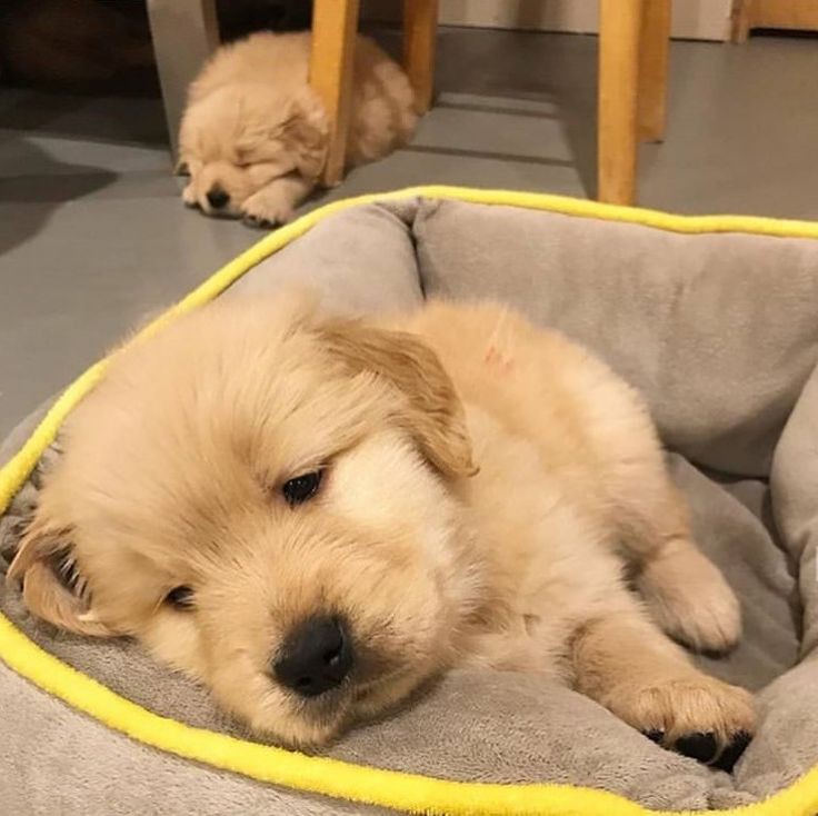 Doglover tweet media