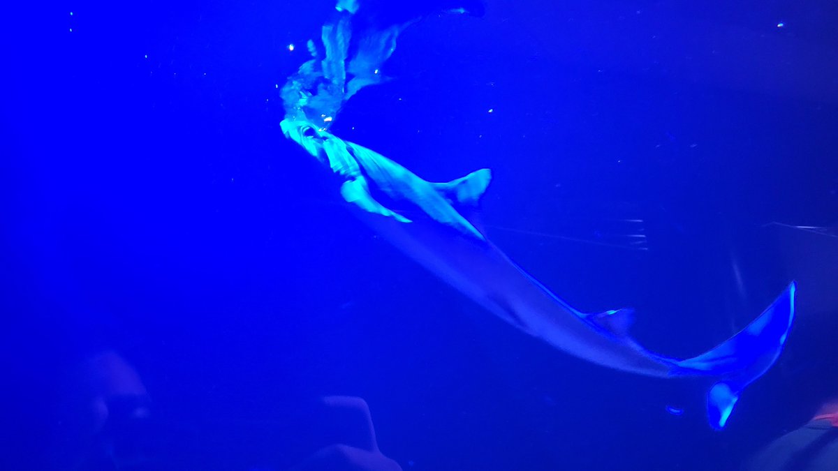 Nyonpi08's tweet photo. 平面水族館大迫力!
ラインストーンのグラスも良く、自分の中の一生物が増えて感動した!
(各種類個数限定なのは知らなかったから危なかった)
タカアシガニの赤ちゃん初めてみたけど可愛すぎたな、水槽曇りすぎて写真撮れなかったけど笑

#平面水族館
#竹島水族館 
(@petitpoissonami 様の作品神!) https://t.co/tF1q35xEVG