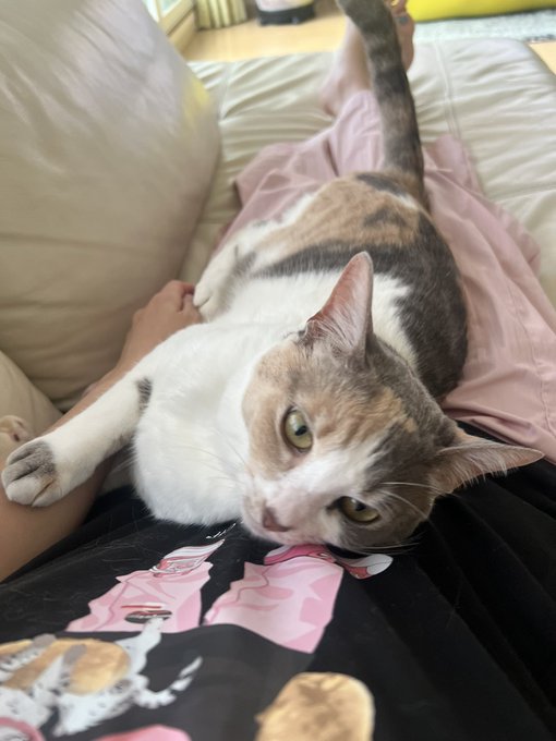 1歳半になり少しお姉さんになりましたが、すぐに私のところへやってくるかわいい猫です🐈 https://t.co/evr1KlG41C<a href="/tag/%E5%A5%B3%E5%84%AA%E3%83%9E%E3%83%BC%E3%83%A1%E3%82%A4%E3%83%89"class="tags"><span>#女優マーメイド</span></a>