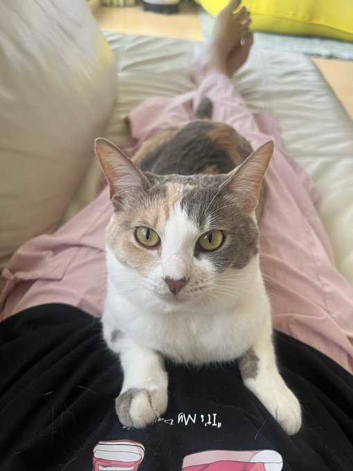 1歳半になり少しお姉さんになりましたが、すぐに私のところへやってくるかわいい猫です🐈 https://t.co/evr1KlG41C<a href="/tag/%E5%A5%B3%E5%84%AA%E3%83%9E%E3%83%BC%E3%83%A1%E3%82%A4%E3%83%89"class="tags"><span>#女優マーメイド</span></a>