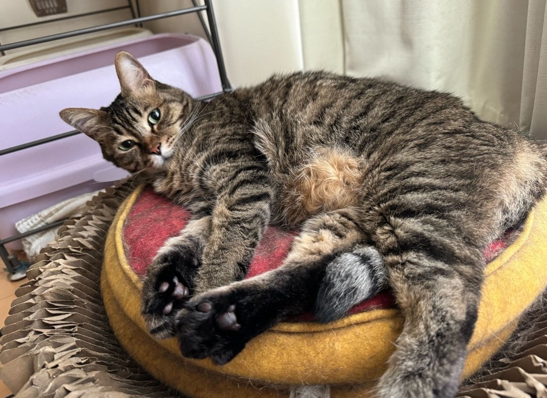 お腹のブラッシングしたくてうずうず٩(๑òωó๑)۶