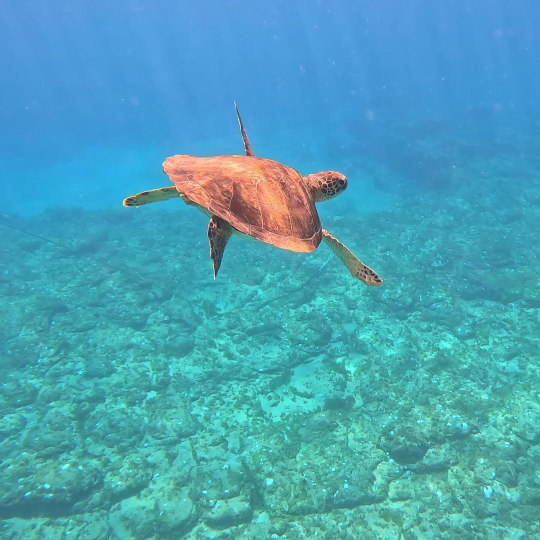 bardomeio_'s tweet photo. simplesmente no bar 🐢

registro @tamvianaa
. . . . . . . . . . . . . . .
cuidado c/ páginas falsas

#bardomeionoronha #Noronha #morrodefora #ilhadamagia https://t.co/0pYXQ0VwtL