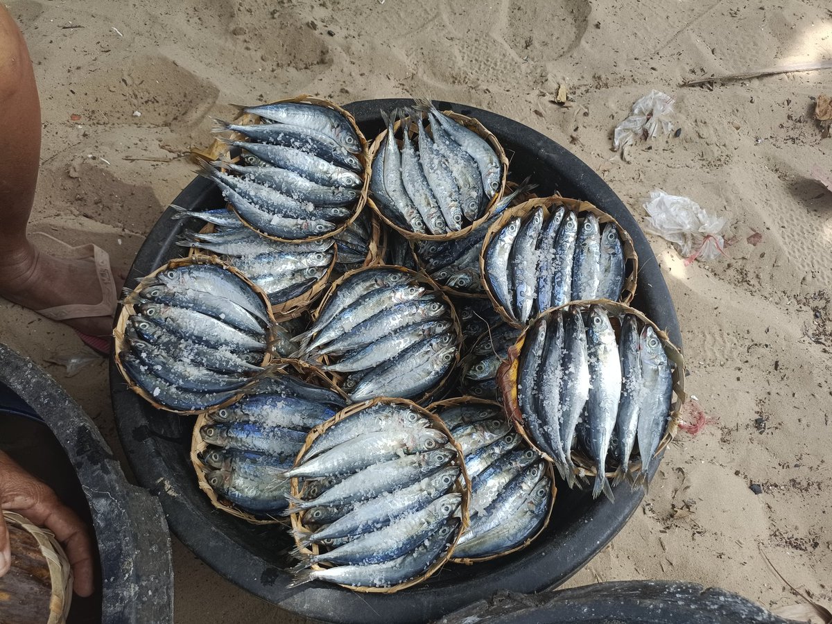 BasoriDarus's tweet photo. Kamis 15-08-2024. A Darus Basori, Luhkan Kab. Sumenep hasil produksi ikan pindang ibu Buyani ketua Poklahsar Al Hidayah Desa Slopeng Kec. Dasuk , pindang  ikan layang sebanyak 35 kg harga 10.000/besek
@bppp_banyuwangi 
@brsdm_kp 
@kkpgoid
#luhlapor 
#GiatLuhkanSatminkalBWI
#panen https://t.co/oPnzsJpp3X
