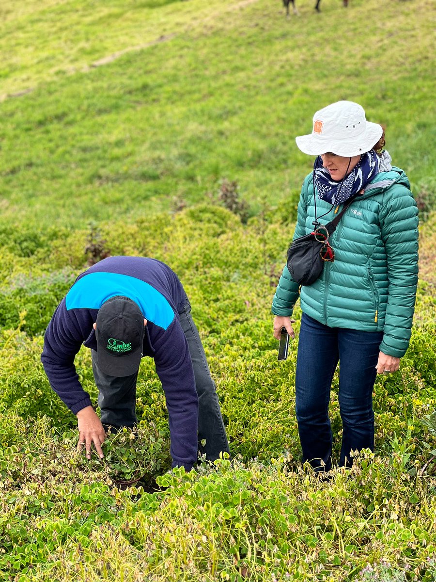 IniciativAndina's tweet photo. Hoy visitamos los lotes de #mashua en Quisapincha, cada planta refleja el trabajo y la dedicación de los agricultores locales, quienes mantienen viva esta tradición milenaria.

Todo esto bajo el proyecto “Diversidad de Cultivos Andinos para el Cambio Climático”.

🌱👨‍🌾🌿👩‍🌾

#gcbc https://t.co/LEv06iPjpz
