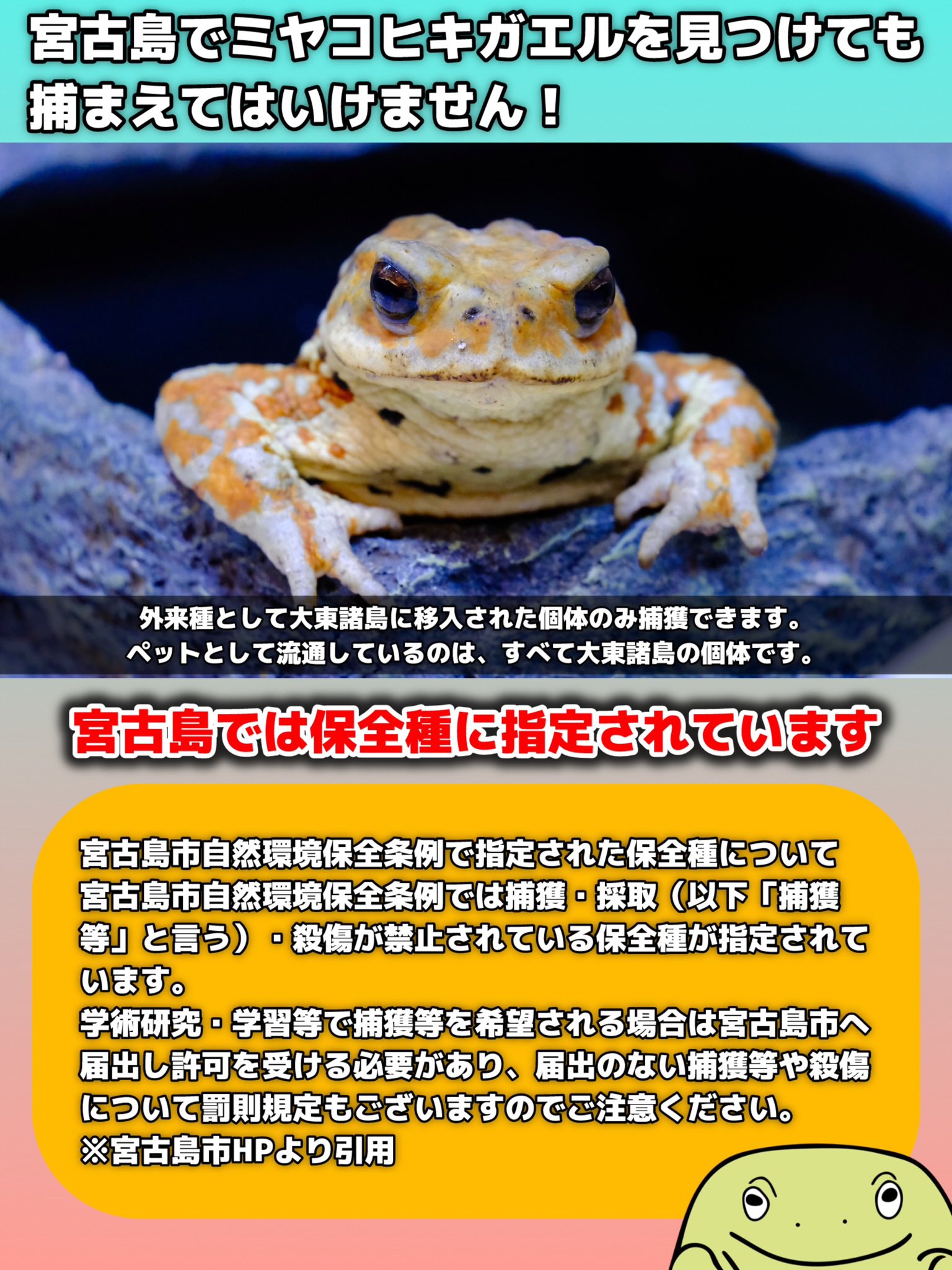 カエル　購入禁止 でっかいカエル on X: 
