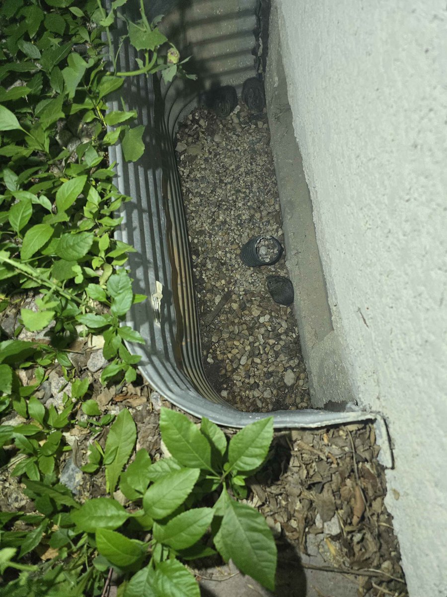 StarScuffle's tweet photo. Found out some baby bunnies fell into a storm drain beside my house
Got em out….but not my gloves smell like rabbit piss lmao https://t.co/5tWnaF9DZu