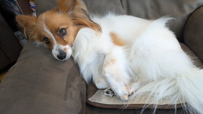 ソファーを占拠する犬がいるらしい 