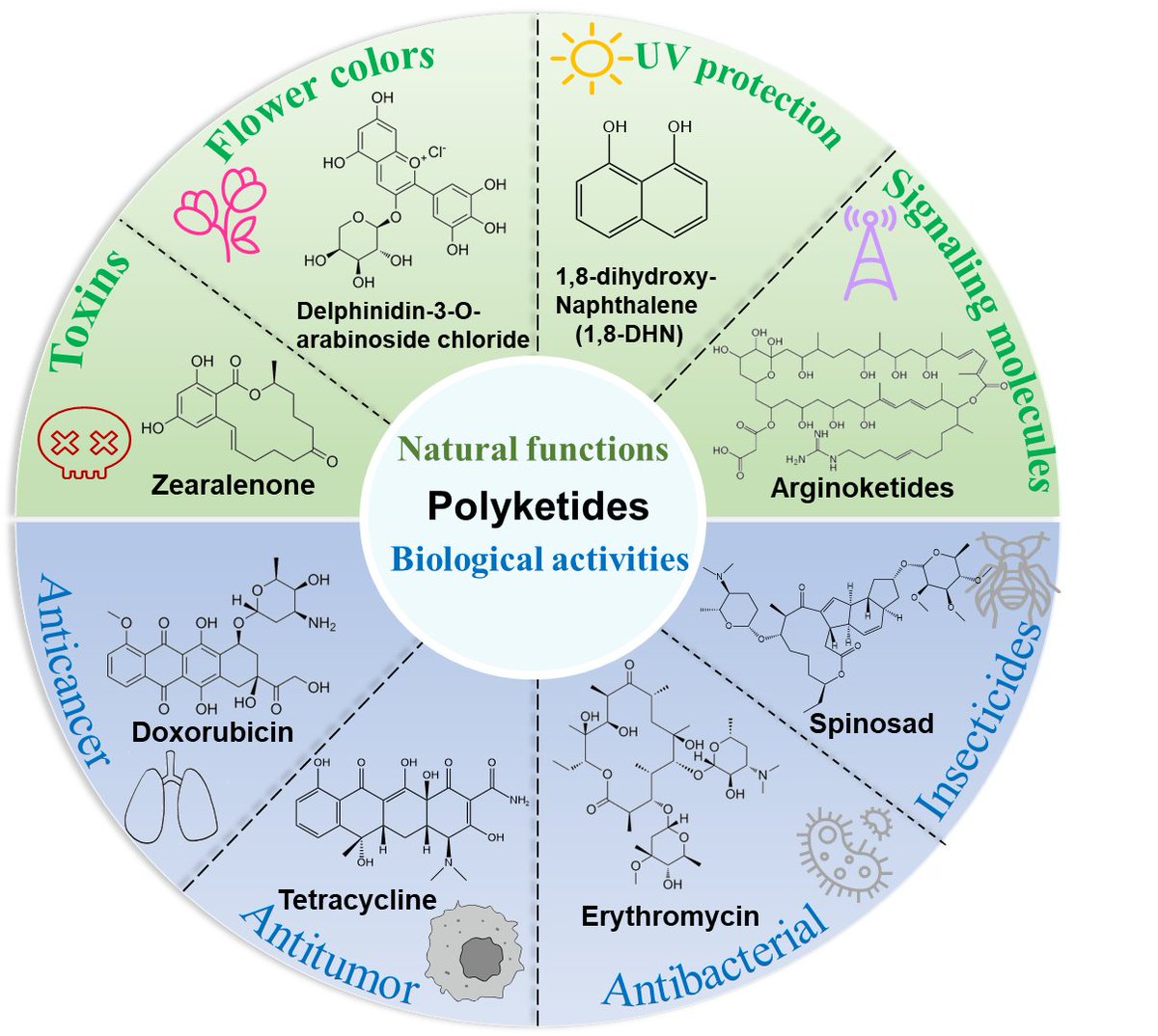Syn_Bio_Eng's tweet photo. #LatestPaper #SynBio #Polyketides
This review first introduces polyketides from different sources and classifications, then the reconstruction of biosynthetic pathways is described using a โbottom-upโ synthetic biology approach.
Enjoy reading๐
https://t.co/f2Lfui5tdT https://t.co/HkrFBKYqVm