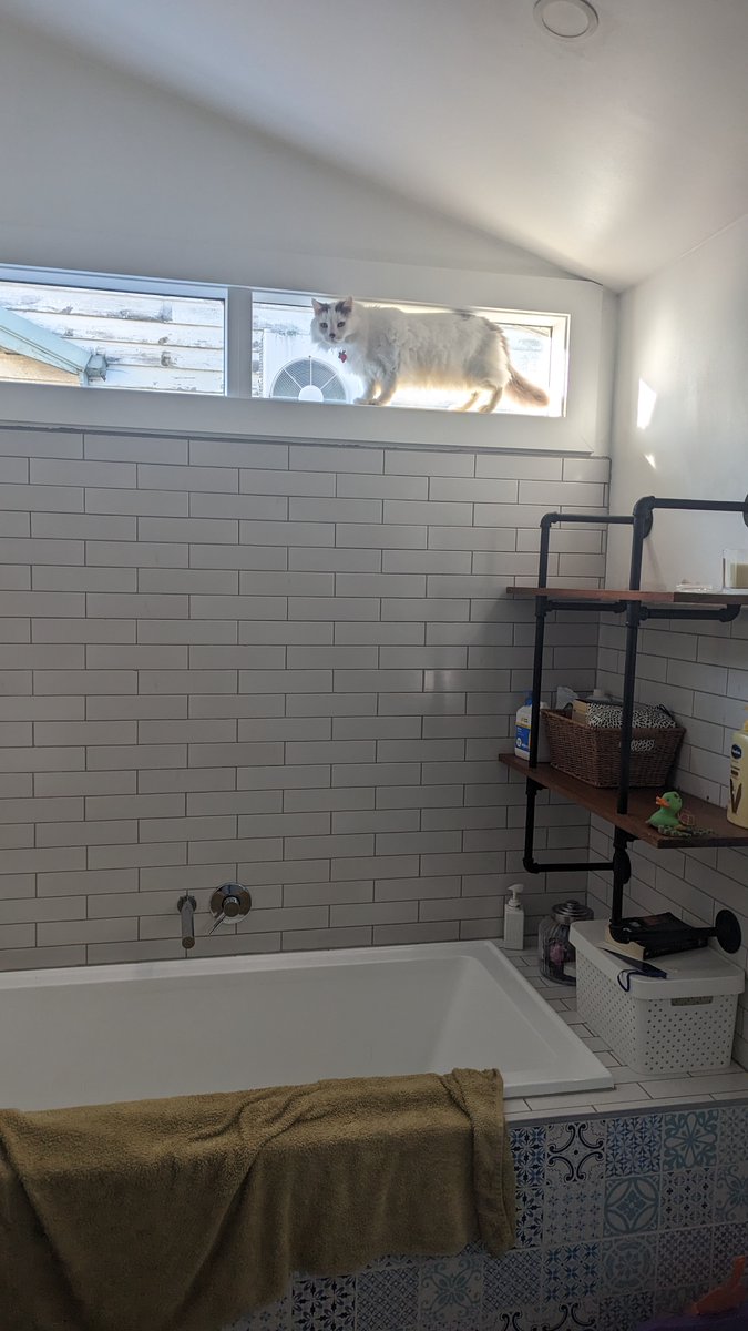 Josh Caratelli tweet media