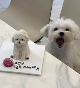 강아지 케이크 너무 귀욥 ㅋㅋㅋㅋ
너무 똑같은데..?