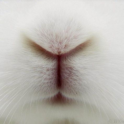 biggersocks's tweet photo. #SmellThat https://t.co/F535Zih08v