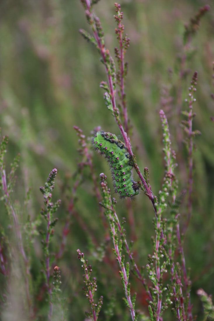 sdnpa's tweet image. Emperor moth caterpillar wrapping itself around ling heather. 

📷 Olivia French

#SouthDowns #HelpTheHeaths