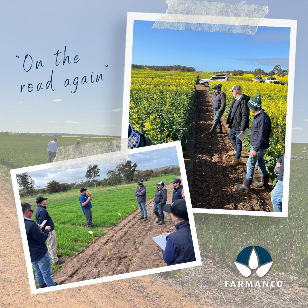 Farmanco's tweet image. Like the classic Willie Nelson song, the Agronomy Team are "On the road again", between York, Meckering, Beverley and Cunderdin

Today learning about Pioneer phenology &amp;amp; new varieties, BASF Revistar fungicide and a Frequency boardleaf demo.

#FarmancoAgronomy #TeamPD