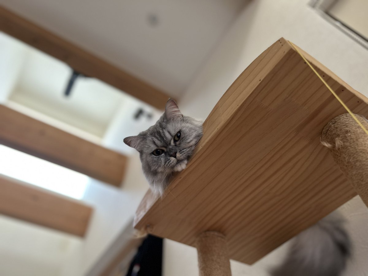 michi_koha's tweet photo. にゃんか用かにゃ？ https://t.co/RLCPn9kr6s