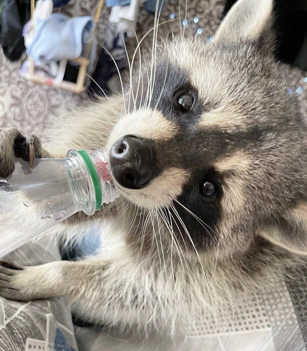 여우와 두루미의 여우가 된 기분이야
낼롬낼롬
나는 두루미에게 둥근 접시따위 내준 기억도 없는데 말이지
낼롬낼롬