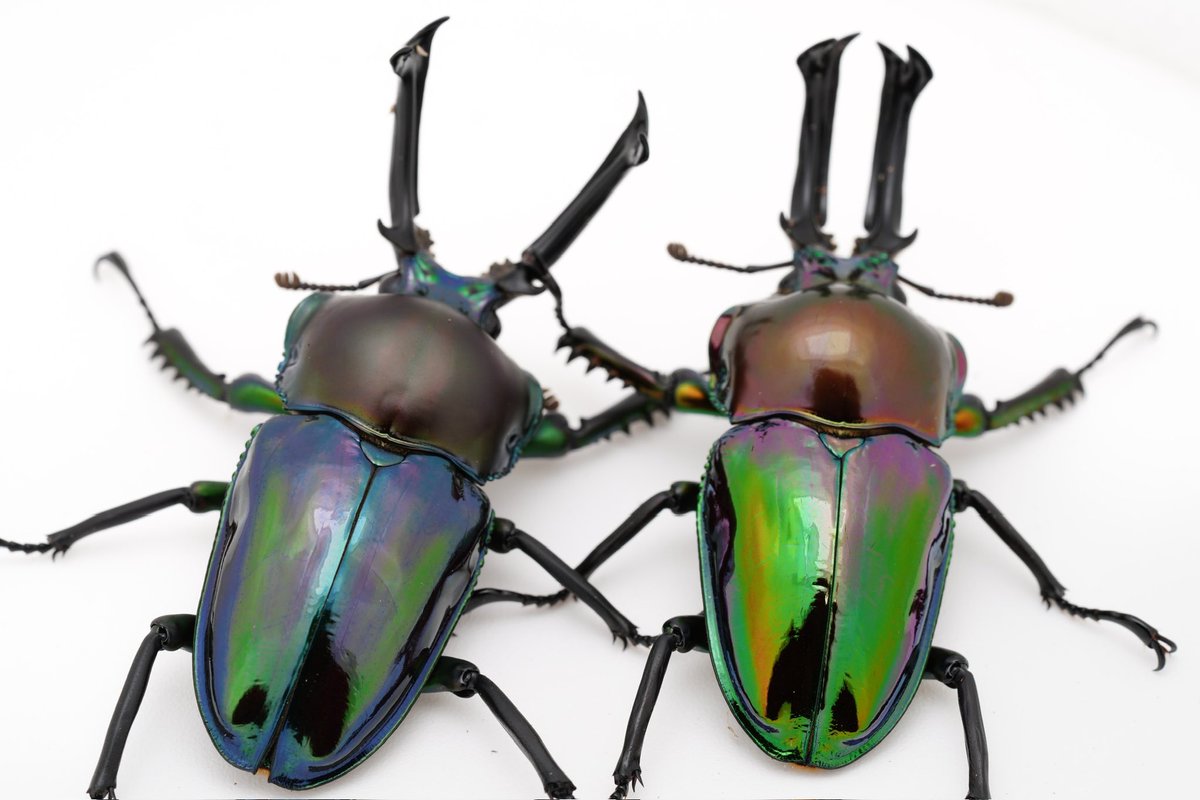 ニジイロクワガタの野外品がオーストラリアから輸入されたのが、1999年