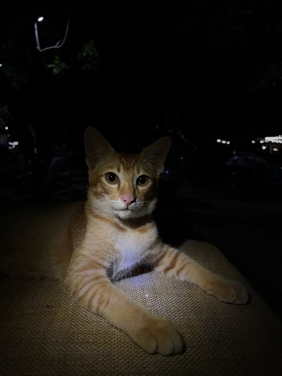 bbenzboy1's tweet photo. 😼😻 https://t.co/GPv5vZBwoL
