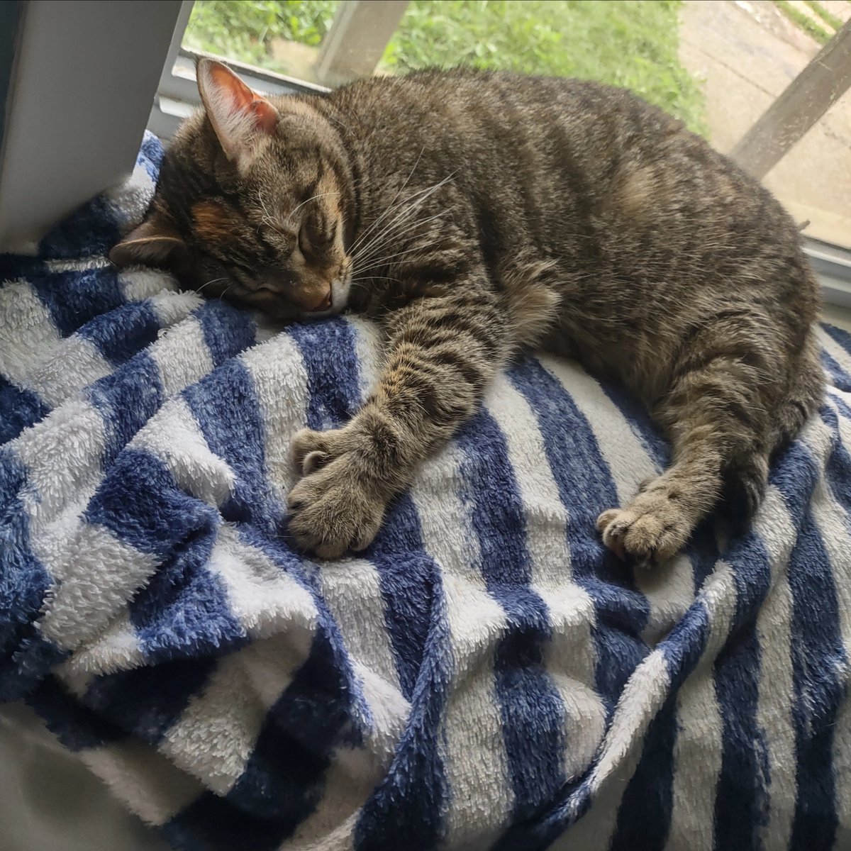 Fuckbtskpop1's tweet photo. @NekoKat14 Peep my baby snoozin https://t.co/Cf5tkHiJMI