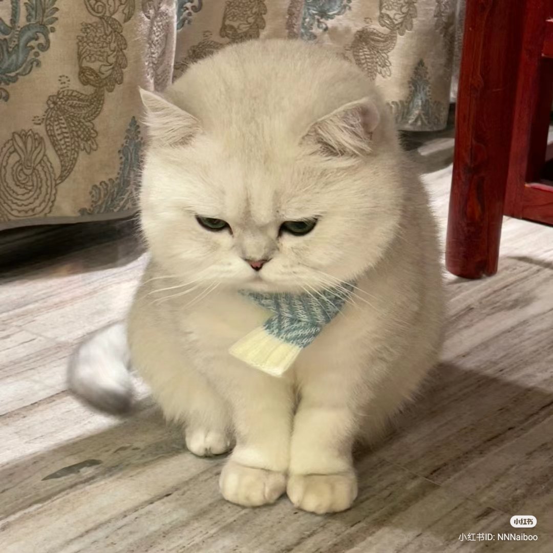 No Context Cats tweet media