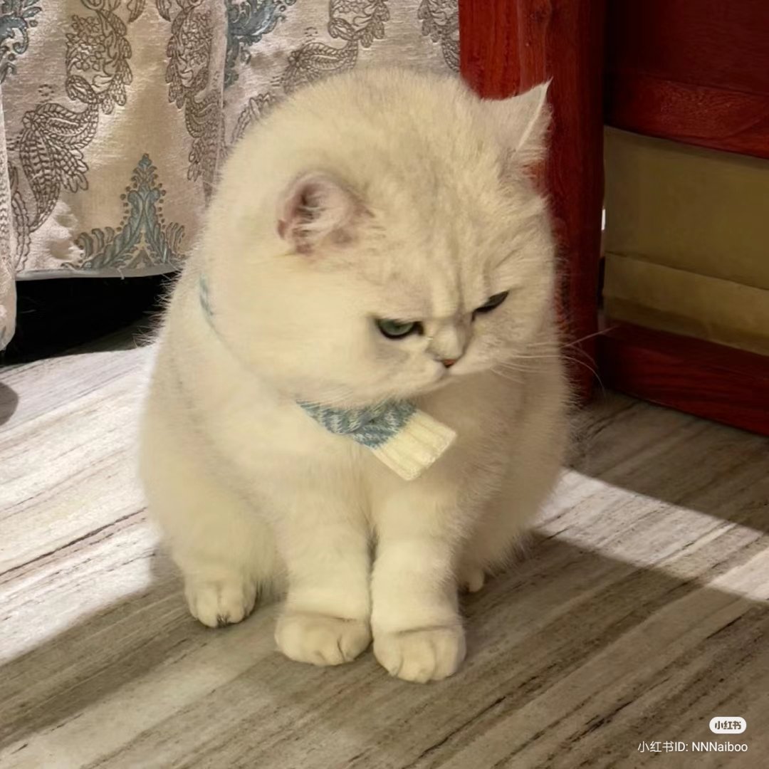 No Context Cats tweet media