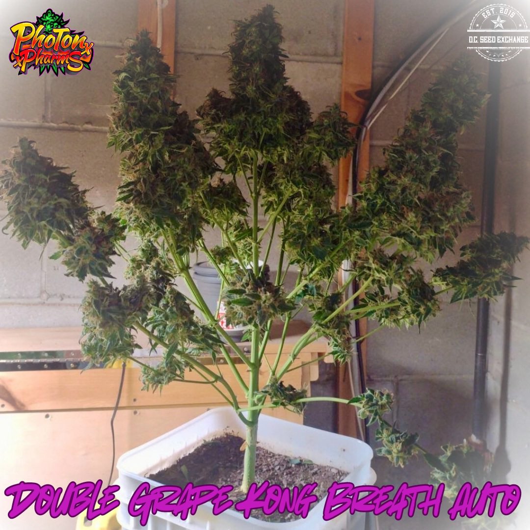 DCSeedExchange's tweet photo. Check out this beast! One of our customers just shared this amazing grow of #photonpharms Double Grape Kong Breath Autoflower (#DGKBAuto). 

This game-changing strain is a cross between #Mephisto #DoubleGrape and Roc’s legendary #KongBreath. 

Share your home grown pics with us for a chance to be featured. Just tag us and use #DCSeedExchange. 🙏✊🙌

#growyourown #CannabisCommunity #autoflower #seeds #seedbank