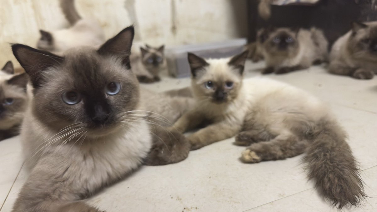 Catster & Co บ้านพักพิงแมวจร tweet media