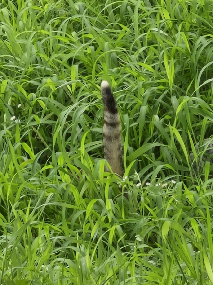 어디서 이상한 식물이 자라나?하고 봤더니🐱