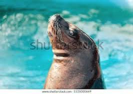 Daniel1Chastain's tweet photo. Natasha Bedingfield and Seal are making an Album Together!!!

@elonmusk https://t.co/PAUkMtSOow