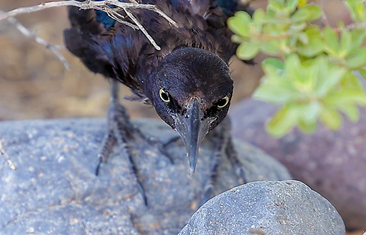 elimparcialcom's tweet photo. 🪶✨ Imagen de un bello chanate. 
Estas aves, comunes en nuestra región, se aventuran entre piedras, polillas e insectos para encontrar su alimento. 🌿🦗

📸: Eleazar Escobar

#VidaSilvestre #Aves #Naturaleza #Chanate #FaunaLocal #Hermosillo #Sonora https://t.co/DhEhv6m12S