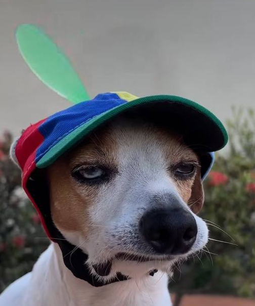 RageIRageIRage's tweet photo. @eth_exy It's time to check out $rDOG 
Buy and get retarded with RETARDOGIO
CA:9yya3qbVwfjb2kaujf7GdFKkKJP4duAf3T8GsWw1pump https://t.co/54Vh3yc1kU