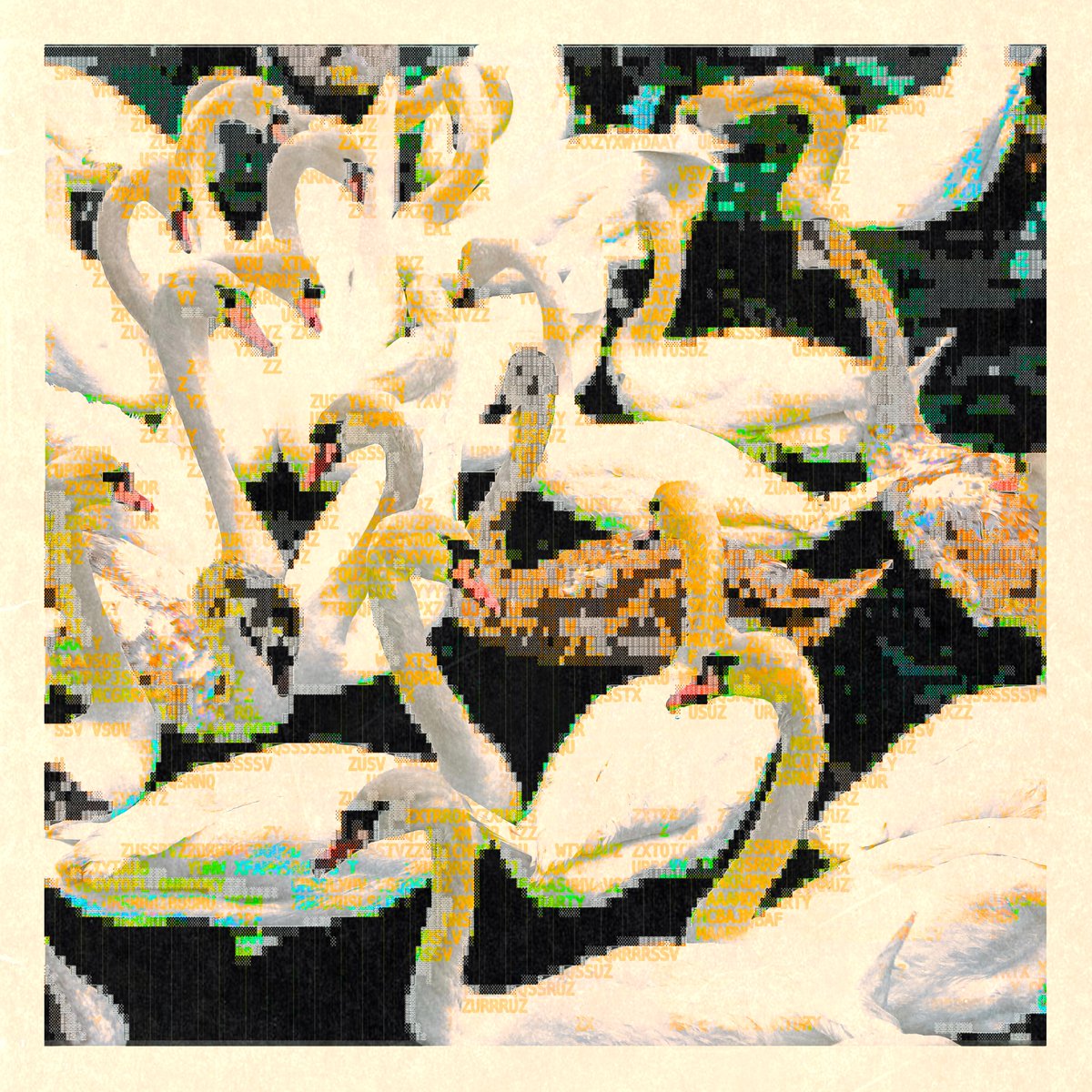 swans.