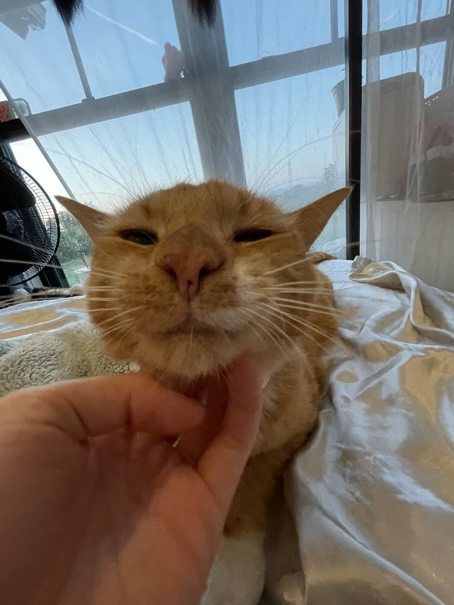 he is so very happy with his new name, felony tax evasion says thank u guys for the suggestions 🧡