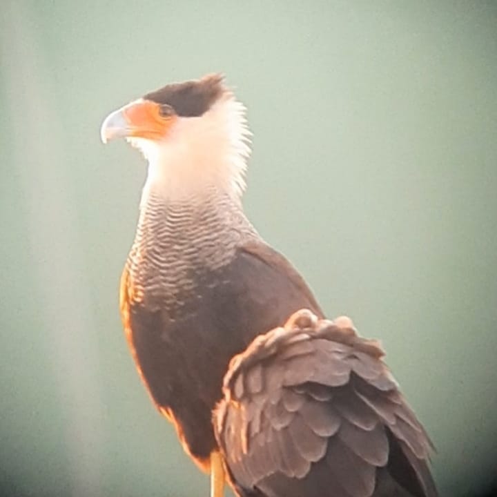 Celestron's tweet photo. Timóteo (@pr.timoteosales) had an unforgettable encounter with two majestic Caracaras right from his backyard! Using his Celestron PowerSeeker 114EQ telescope, he got a close-up view of these birds of prey. 🦅
#BirdWatching #Caracaras #NatureLovers #Celestron #TelescopeViews https://t.co/PBpCGvmdw4