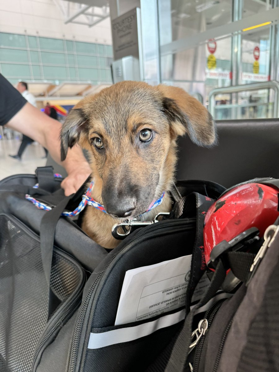 Well….. mom say she going 2 Baltimore, she did &amp; come back w/ this little girl. She’s a rescue from Romania.  Her name 4 now is Taylor like as in <a href="/taylorswift13/">Taylor Swift</a>  Dad wants a Romanian name, mom likes Teyla. She’s cute, wonder what kind of dog she is? #littlesister