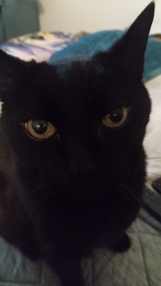 GlennMoore41's tweet photo. CAT MEOW https://t.co/37U7Rz1LPX