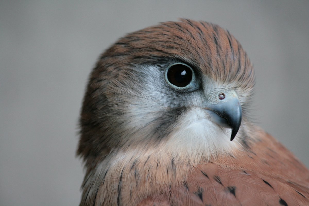 RMIT's tweet photo. Meet Kevy the kestrel 🪶 who has been working with researchers at RMIT and @BristolUni to help unlock the secrets to safer flight. 

More: https://t.co/Wa6wqWIJhA

Photo: @leighvalleyhawk https://t.co/ppPbyL2f22