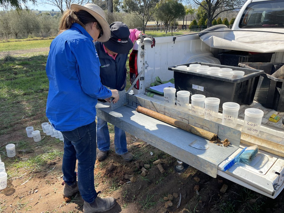 Matthew Newell (@newellm_matt) on Twitter photo Another Day another lime trial. Cowra lime expt. 4 pH profiles x 2 phos rates. Installing neutron probe tubes today to see if improving Colwell P and soil pH can increase water extraction at depth under pasture <a href="/meatlivestock/">Meat & Livestock Australia</a> <a href="/rickchayes/">Richard Hayes</a> @DrJasonCondon Another Day another lime trial. Cowra lime expt. 4 pH profiles x 2 phos rates. Installing neutron probe tubes today to see if improving Colwell P and soil pH can increase water extraction at depth under pasture <a href="/meatlivestock/">Meat & Livestock Australia</a> <a href="/rickchayes/">Richard Hayes</a> @DrJasonCondon