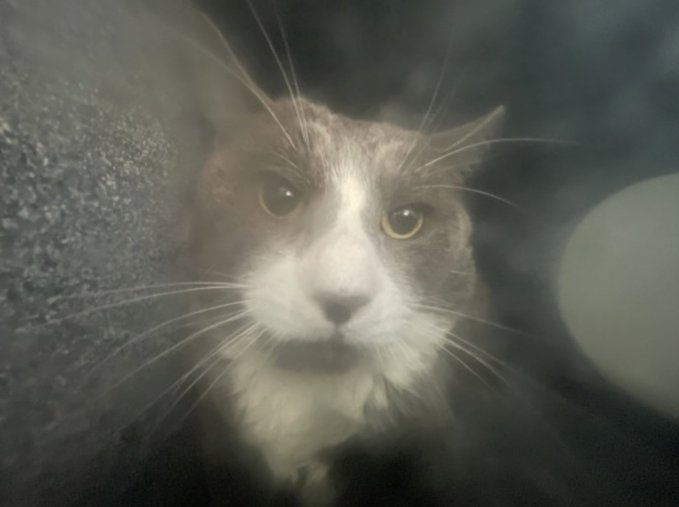 PeterAskin1's tweet photo. Oldie Carl is up againt the wall
& at NYC ACC may have a terrible fall!
The severe neglect will break your heart
adopt this boy & you'll never part!
Pledges too will help so much
for rescue, love, care & such!
Tag @LOVE_CATS_ONE with pledges!
VERY URGENT! 🙏
https://t.co/SEJ3zFILNk