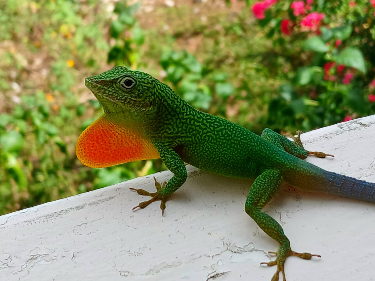 RoostersWorldja (@roostersworldja) on Twitter photo Six species of Anoles aka tree lizards are endemic to Jamaica. Look at this lovely Anolis grahami.
Don't you want to be friends with him? You can start by giving him a name.
#Roostersworldja
Source <a href="/TamikaWilliams/">tamikawilliams</a> Six species of Anoles aka tree lizards are endemic to Jamaica. Look at this lovely Anolis grahami.
Don't you want to be friends with him? You can start by giving him a name.
#Roostersworldja
Source <a href="/TamikaWilliams/">tamikawilliams</a>