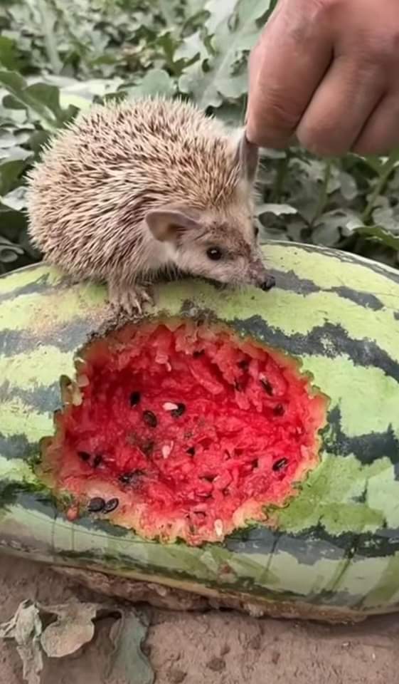 ayazede46🇹🇷 (@su_han1010) on Twitter photo Suçlu yakalanıp kulağı çekilmiş:) Suçlu yakalanıp kulağı çekilmiş:)