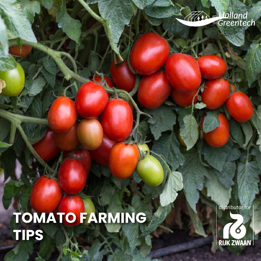 Why you should grow our hybrid!!!Disease resistance, resistance to lodging, high yield, and good quality .
#tomatoes #vegetableproduction #Horticulture