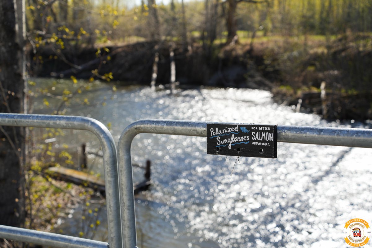 ANCTrolley's tweet photo. Wondering how to catch the best views of peak salmon season? 🐟 The Hatchery's top tip: Wear polarized sunglasses to see these incredible fish through the reflective waters! 😎 So grab your pair of polarized aviators and hop aboard the Salmon Express to witness our amazing sal... https://t.co/fexNTnrm0y