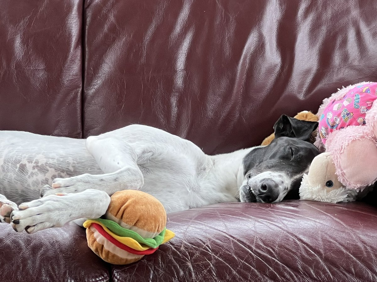 LisaTMSA's tweet image. As always a gift to spend time in #SpacesForListening thanks to @brigidrussell51 @charlie_psych💙 … Dexter sends everyone some grace, gentleness, love &amp;amp; mischief!