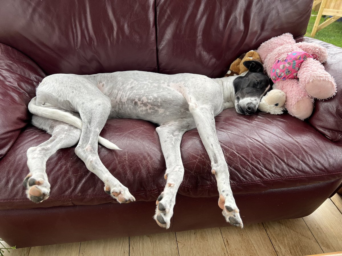 LisaTMSA's tweet image. As always a gift to spend time in #SpacesForListening thanks to @brigidrussell51 @charlie_psych💙 … Dexter sends everyone some grace, gentleness, love &amp;amp; mischief!