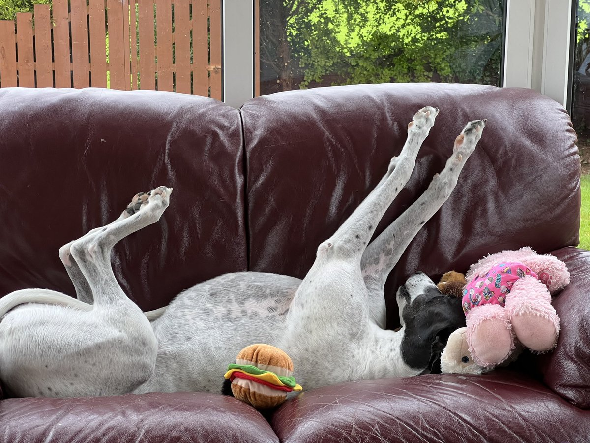 LisaTMSA's tweet image. As always a gift to spend time in #SpacesForListening thanks to @brigidrussell51 @charlie_psych💙 … Dexter sends everyone some grace, gentleness, love &amp;amp; mischief!