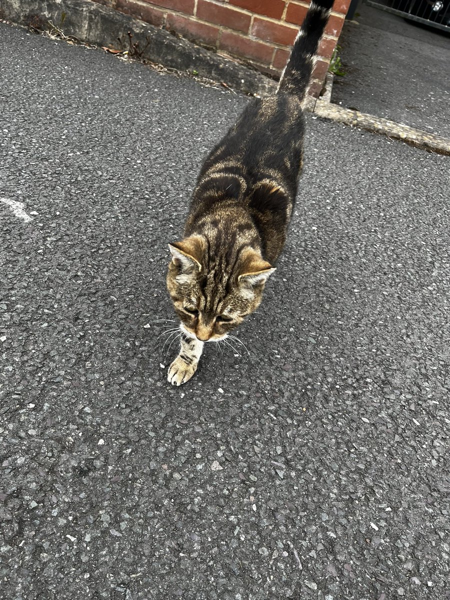 First day out canvassing for <a href="/saskiasoden_/">Saskia</a> and can confirm the cats have said they’ll vote Labour on the 12th of September 🌹🤞