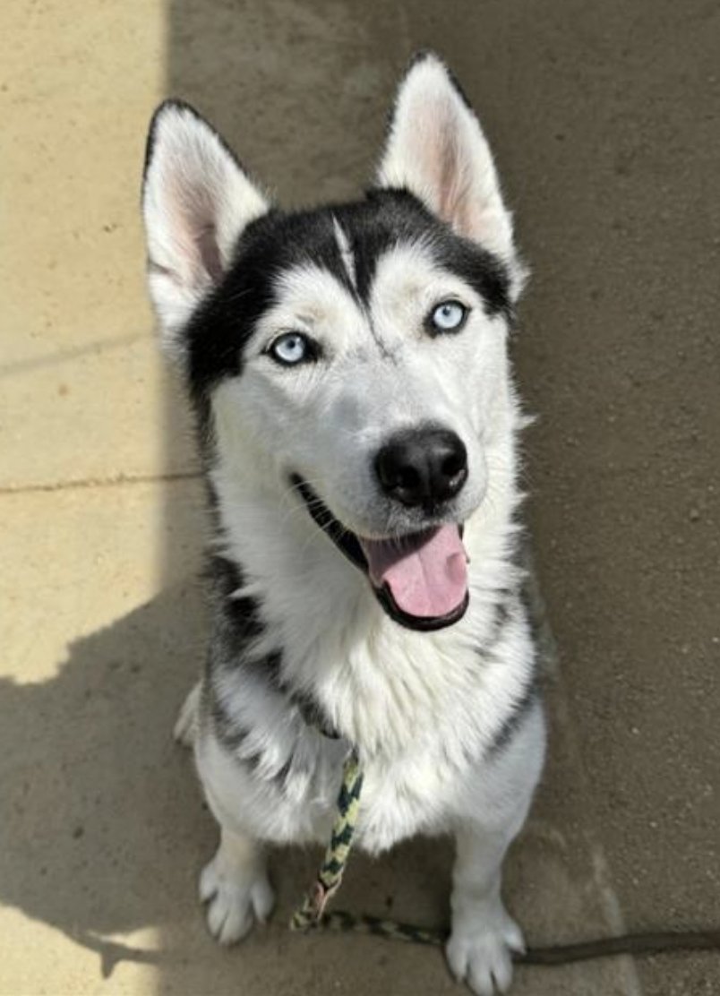 LACityPets's tweet photo. Meet some of our adoptable dogs from our West Valley Center! πΎ
πΆ Henry #A2149690
πΆ Sweet Boy #A2135315
πΆ Lexus #A2108810
πΆ Deebo #A1546099
#lacitypets #adoptashelterdog #GetYourRescueOn #DOGust #HumaneLA #adopt https://t.co/ZS6XOafmew
