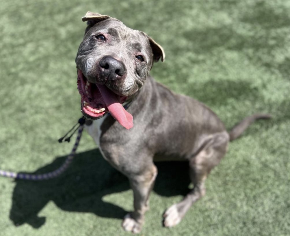 LACityPets's tweet photo. Meet some of our adoptable dogs from our West Valley Center! πΎ
πΆ Henry #A2149690
πΆ Sweet Boy #A2135315
πΆ Lexus #A2108810
πΆ Deebo #A1546099
#lacitypets #adoptashelterdog #GetYourRescueOn #DOGust #HumaneLA #adopt https://t.co/ZS6XOafmew